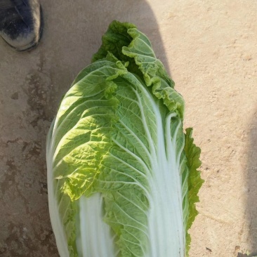 黄心白菜，供应量大，供货期长