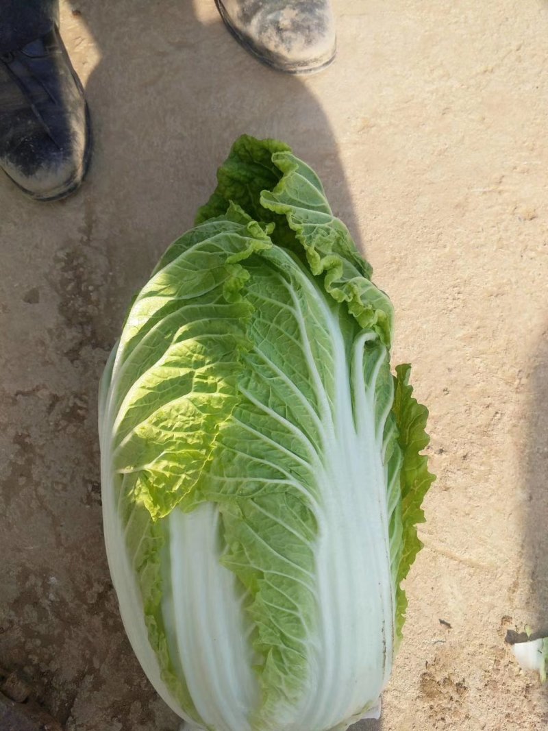 黄心白菜，供应量大，供货期长