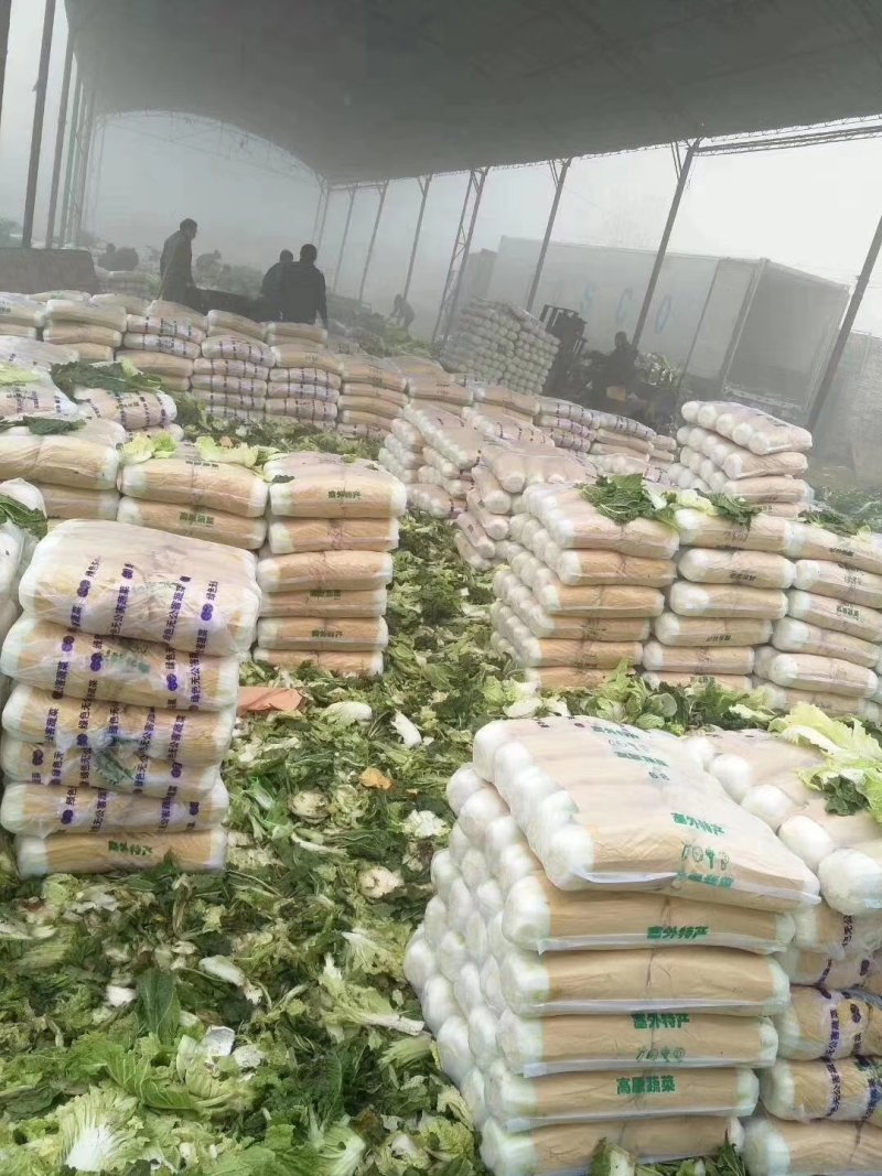 黄心白菜，供应量大，供货期长