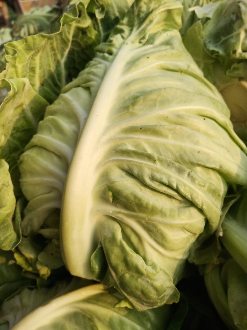 城固县牛芯包菜1斤以上正在大量上市中现货
