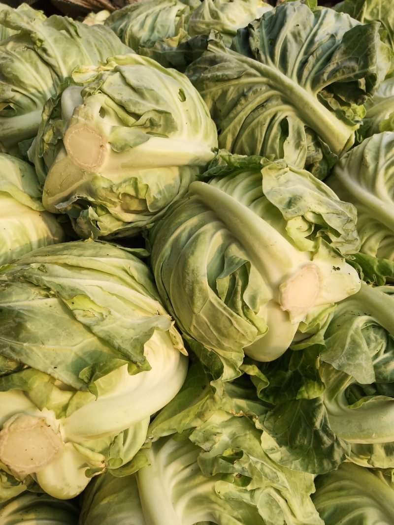 城固县牛芯包菜1斤以上正在大量上市中现货