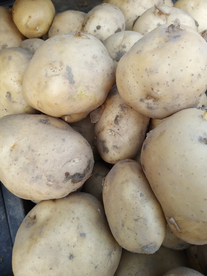 洋芋现货大量上市中彦色黄色3两以上现货中