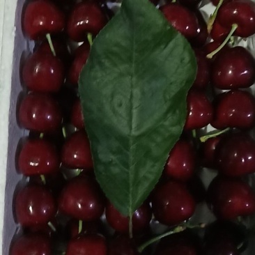 樱桃