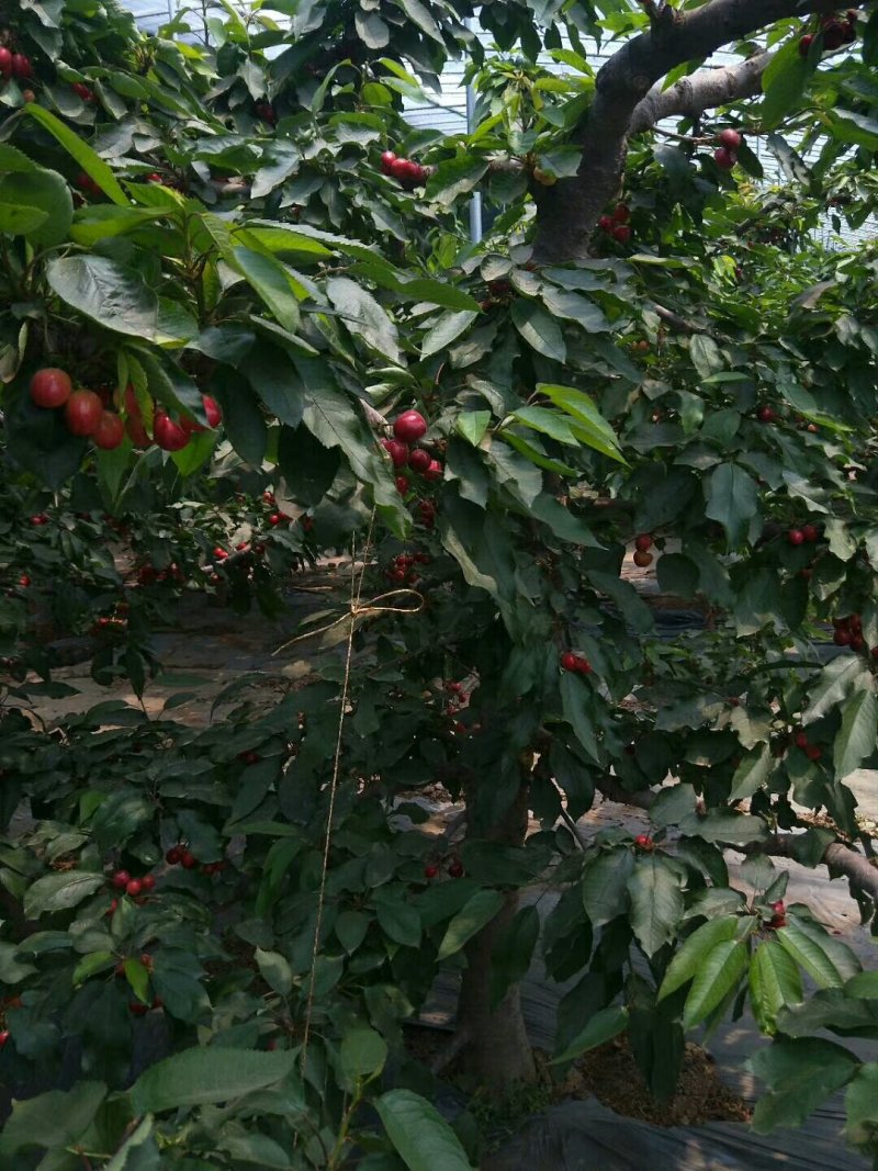 美早等各种樱桃大量上市，需要的联系