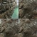 熟羊肉