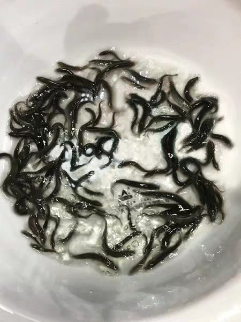 万合水产养殖有限公司出售优良品种规格齐全泥鳅苗