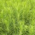 湿地松