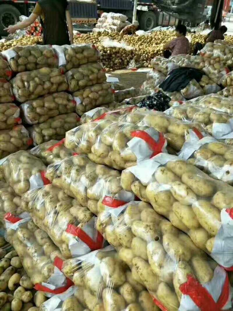 山东聊城优质荷兰十五土豆大量供应，产地直发价格便宜