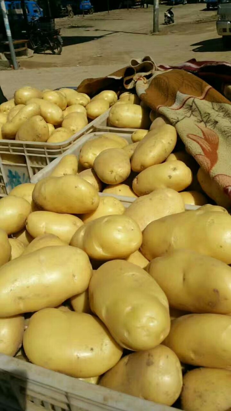 山东聊城优质荷兰十五土豆大量供应，产地直发价格便宜