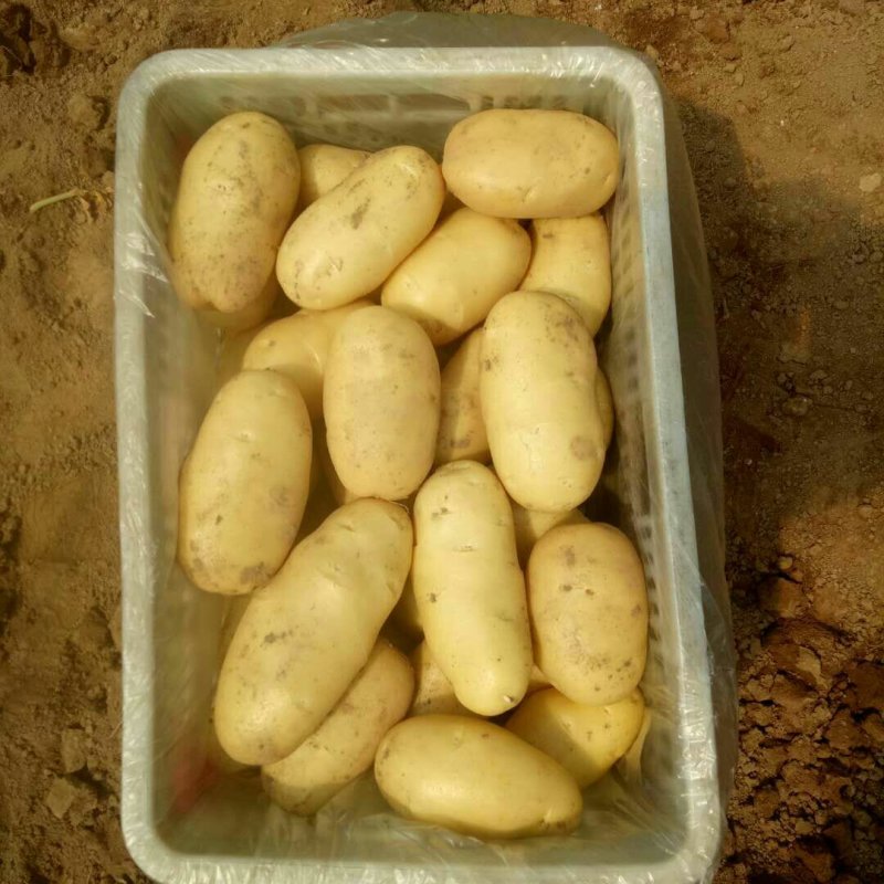 山东聊城优质荷兰十五土豆大量供应，产地直发价格便宜