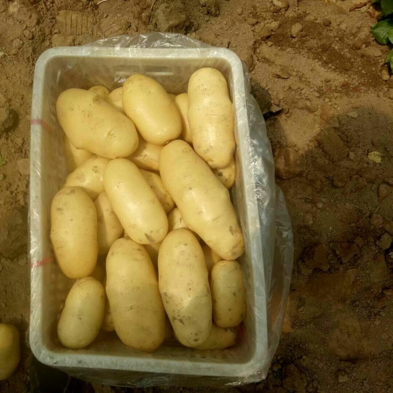山东聊城优质荷兰十五土豆大量供应，产地直发价格便宜