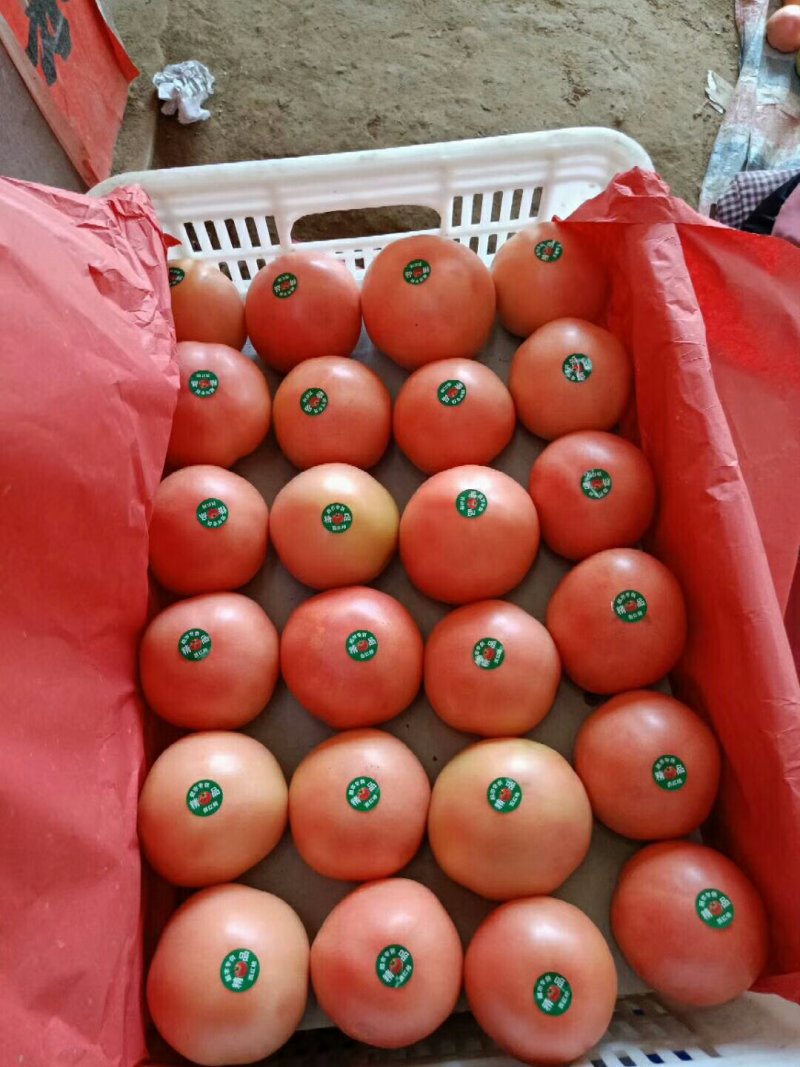 硬粉西红柿弧三以上硬粉精品果大量上市中，全天有货。