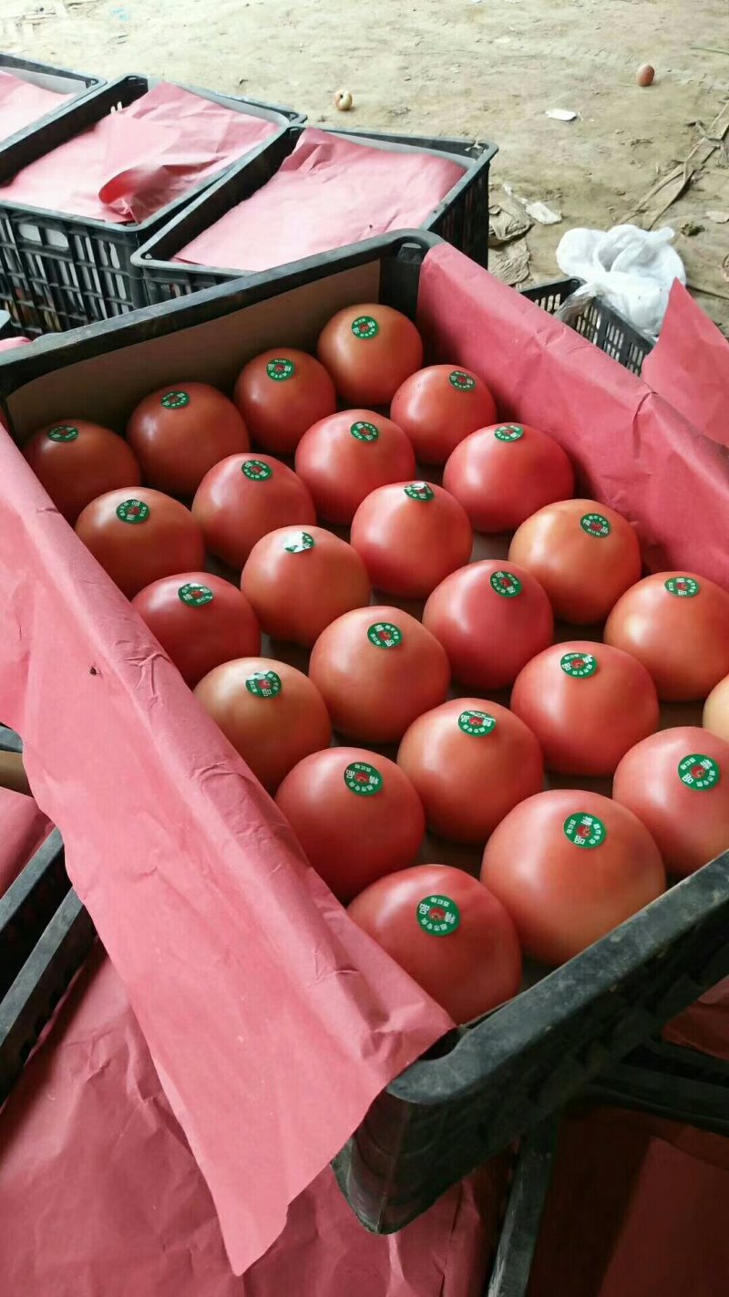 硬粉西红柿弧三以上硬粉精品果大量上市中，全天有货。