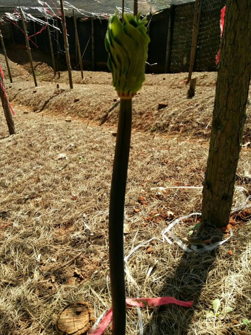 高杆颠重楼