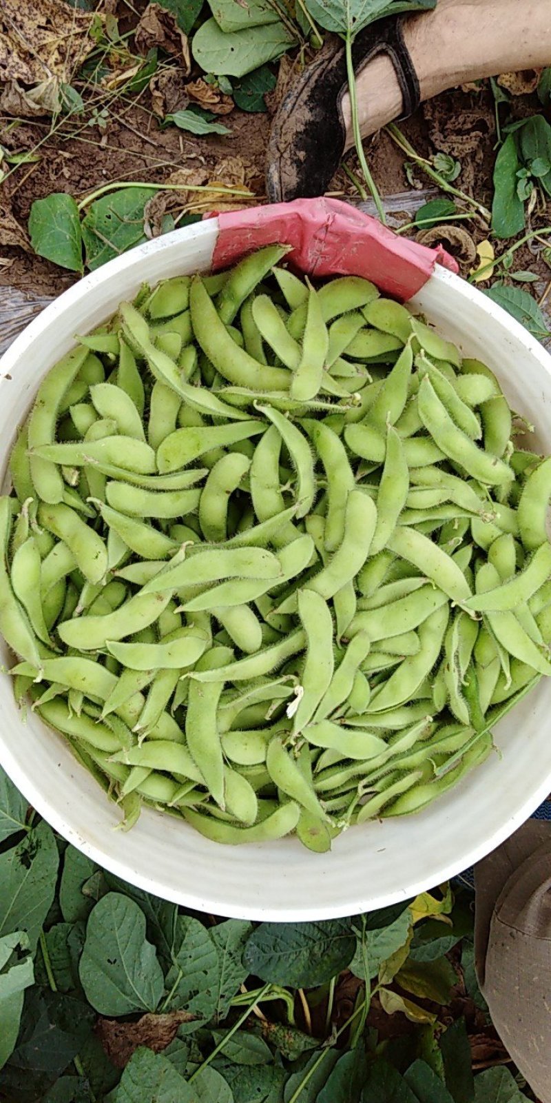 预售毛豆75-3毛豆