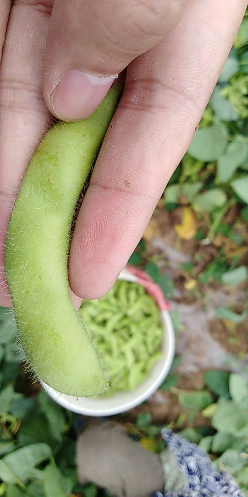 预售毛豆75-3毛豆