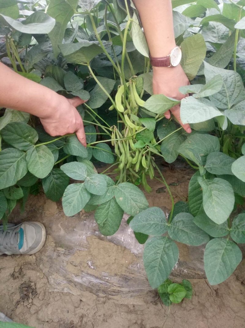 预售毛豆75-3毛豆