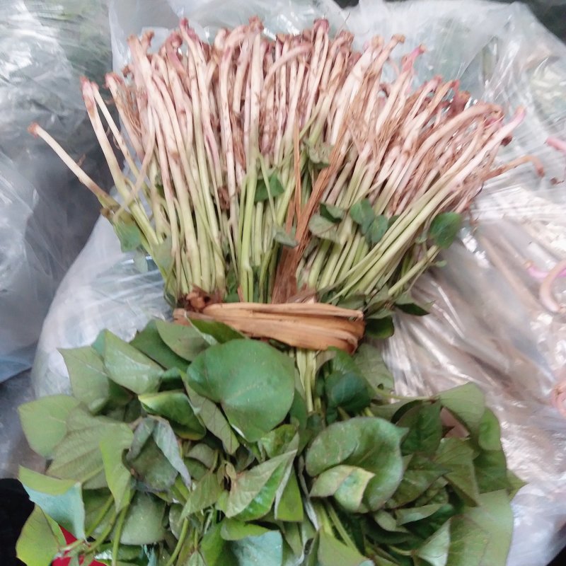 红薯苗