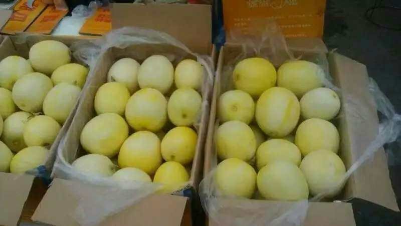 甜瓜大量供应，价格下滑