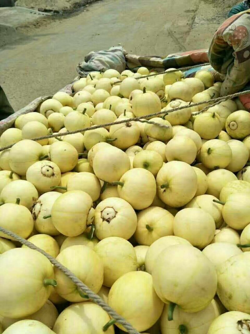 甜瓜大量供应，价格下滑