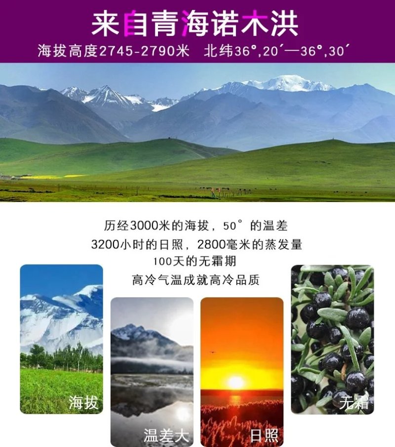 黑枸杞野生正品特级柴达木诺木洪大果精选枸杞100g青海特