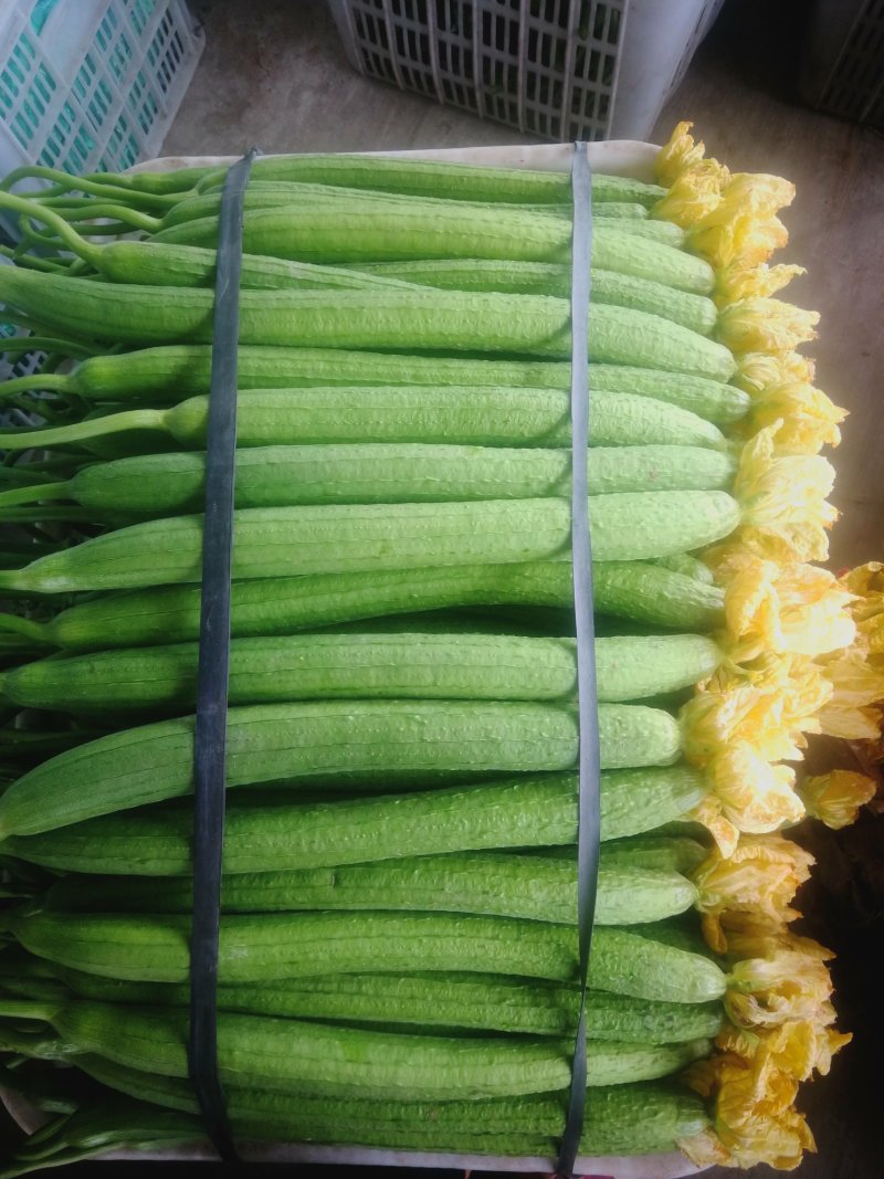 丝瓜