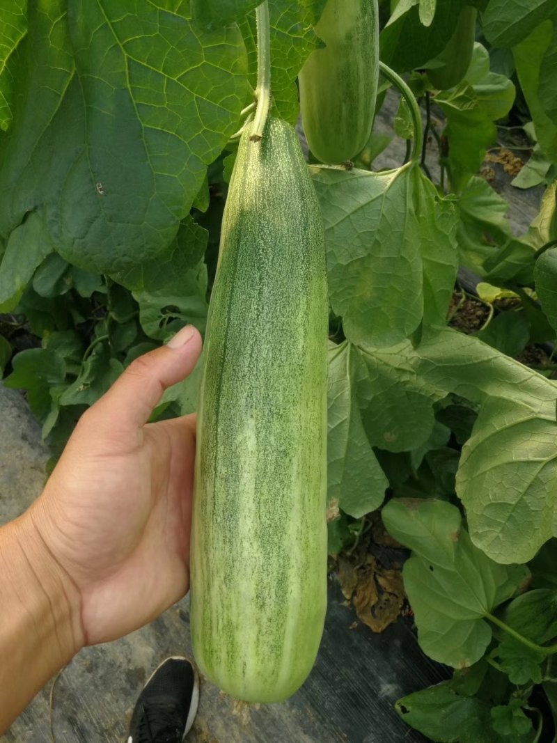 羊角蜜苗
