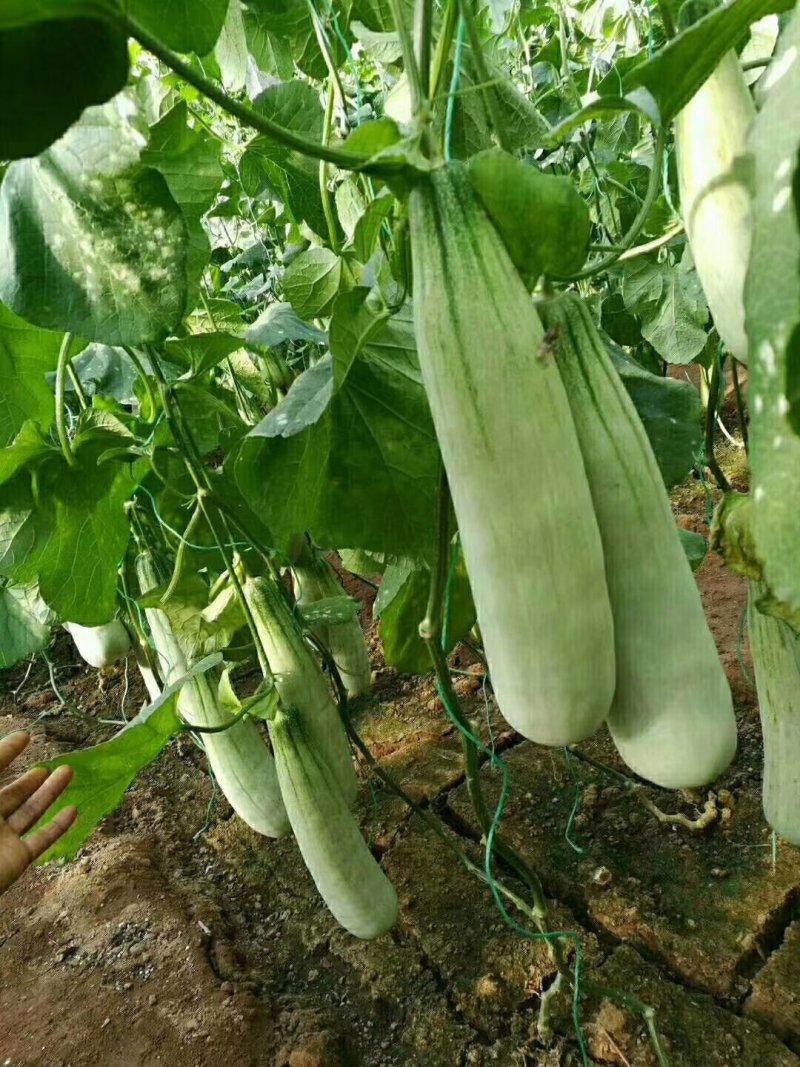 羊角蜜苗