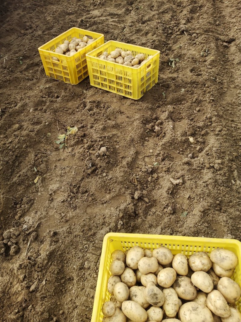 洋芋现货大量上市中彦色黄色3两以上现货中