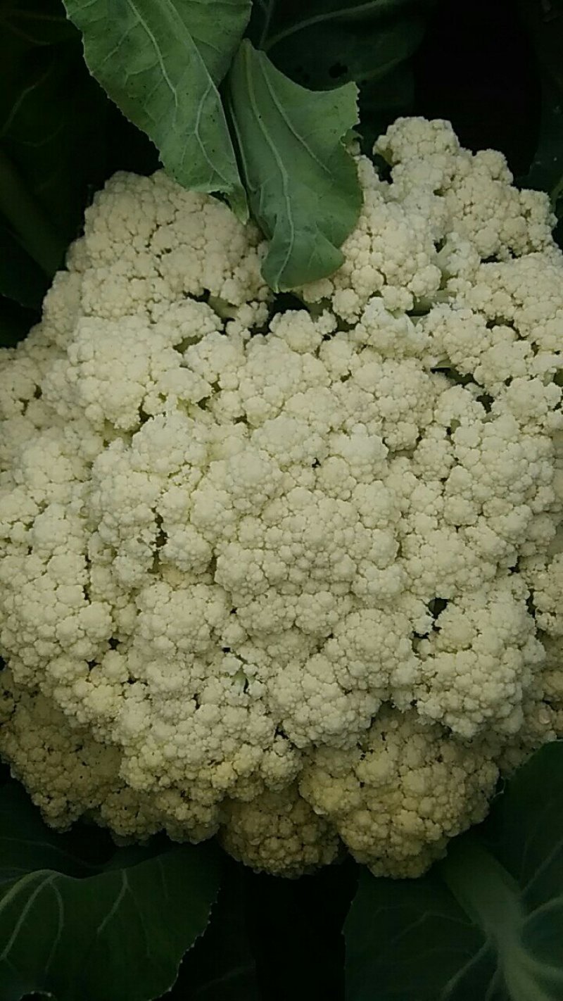 有机花菜