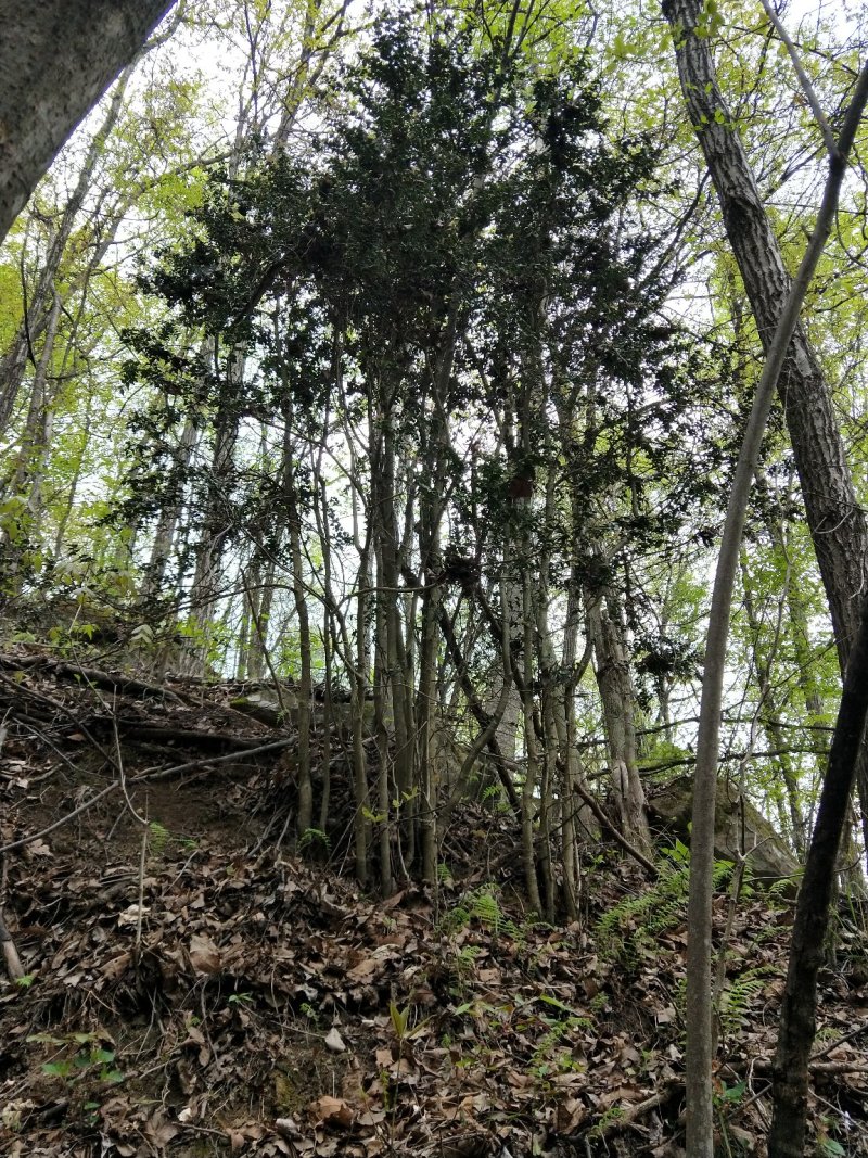 枸骨，下山桩，裸根桩