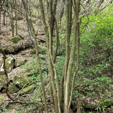 枸骨，下山桩，裸根桩