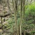 枸骨，下山桩，裸根桩