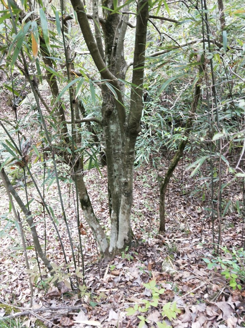 枸骨，下山桩，裸根桩