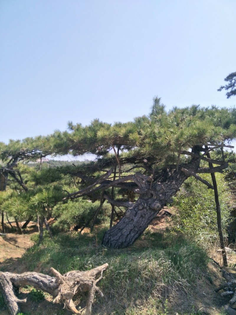 山东济南造型松观赏松规格齐全别墅观赏松