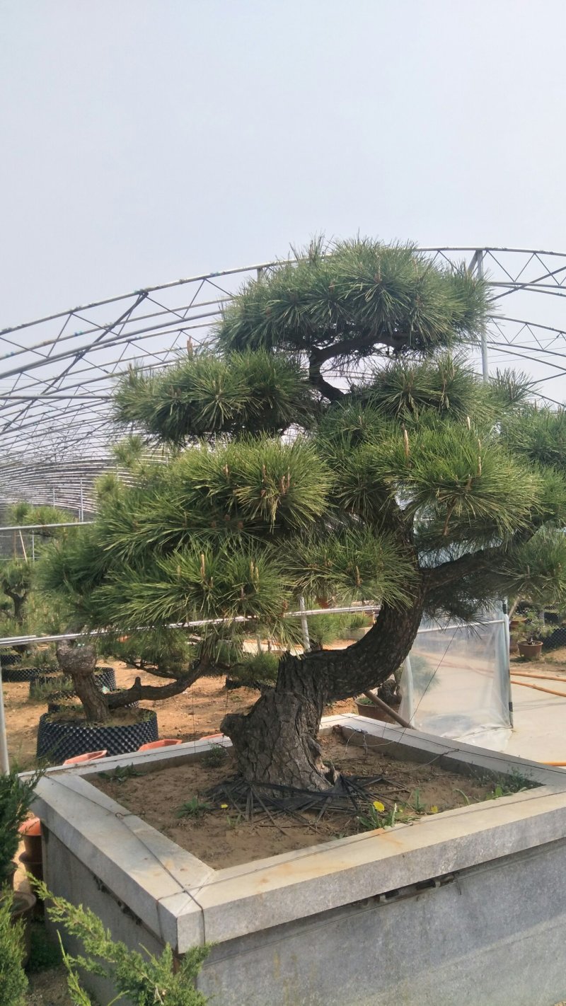 山东济南造型松观赏松规格齐全别墅观赏松