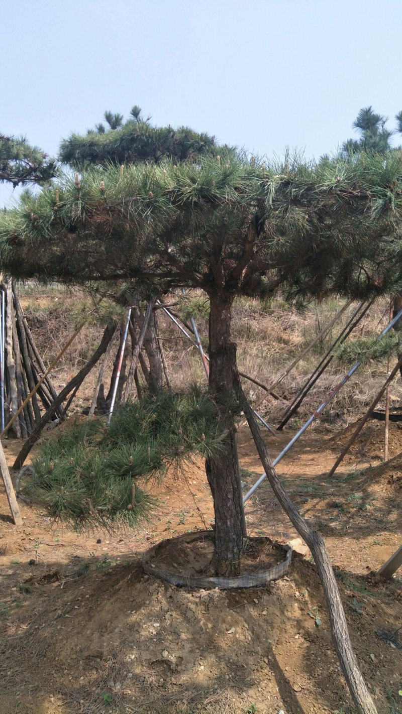 山东济南造型松观赏松规格齐全别墅观赏松