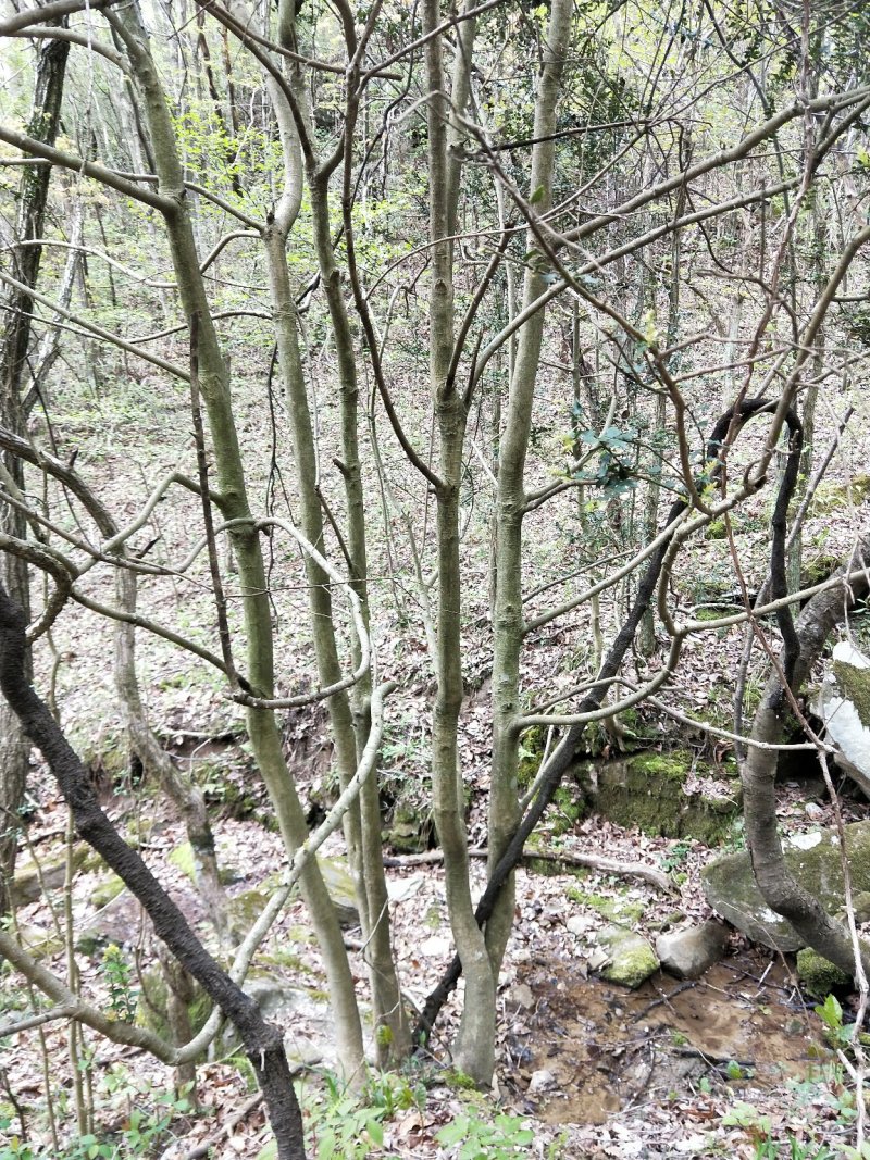 枸骨，下山桩，裸根桩