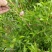 绿化苗木菊花碧桃树苗龙柱碧桃观赏桃种植基地