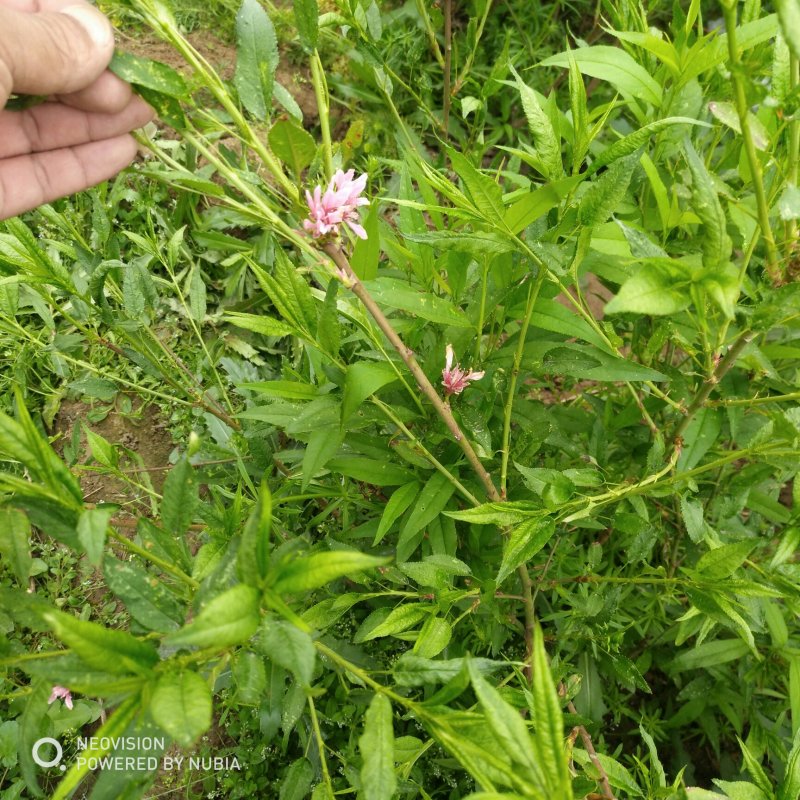 绿化苗木菊花碧桃树苗龙柱碧桃观赏桃种植基地