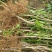 绿化苗木菊花碧桃树苗龙柱碧桃观赏桃种植基地
