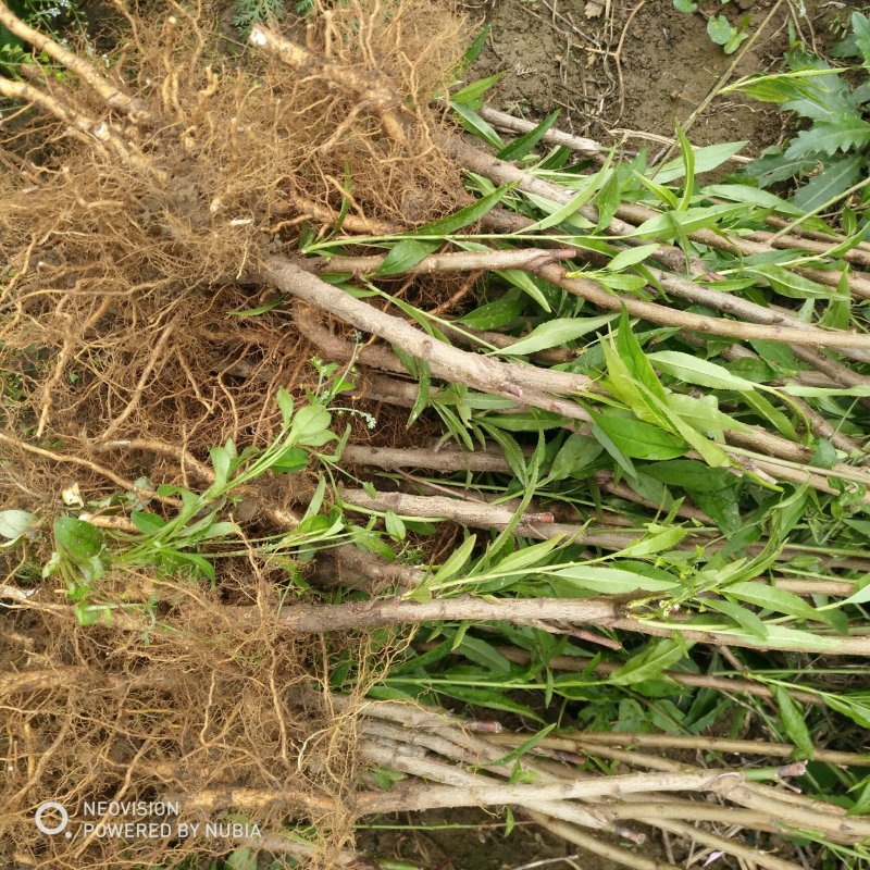 绿化苗木菊花碧桃树苗龙柱碧桃观赏桃种植基地