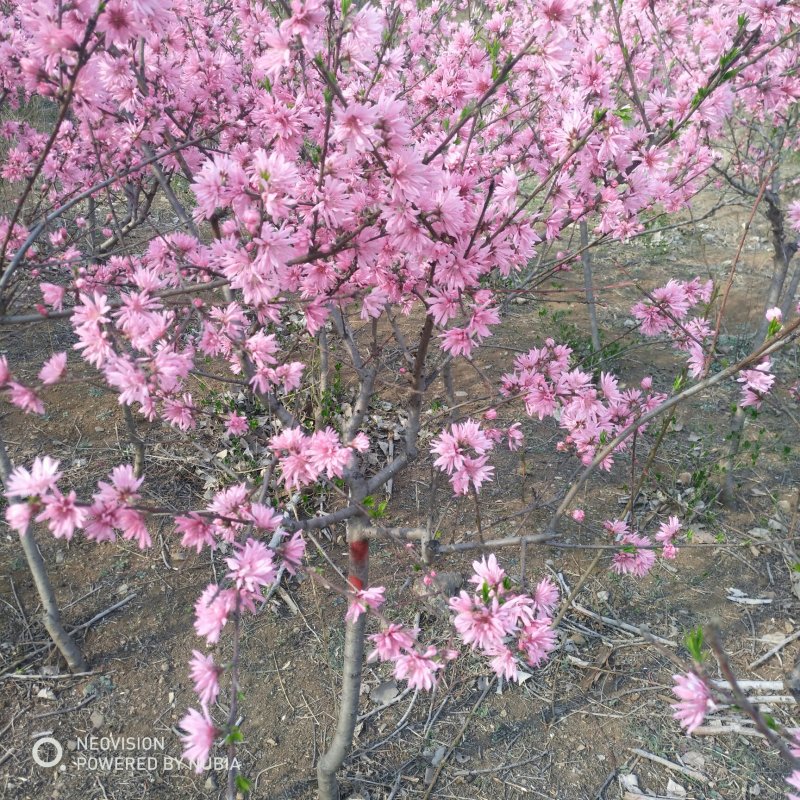 绿化苗木菊花碧桃树苗龙柱碧桃观赏桃种植基地