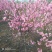 绿化苗木菊花碧桃树苗龙柱碧桃观赏桃种植基地