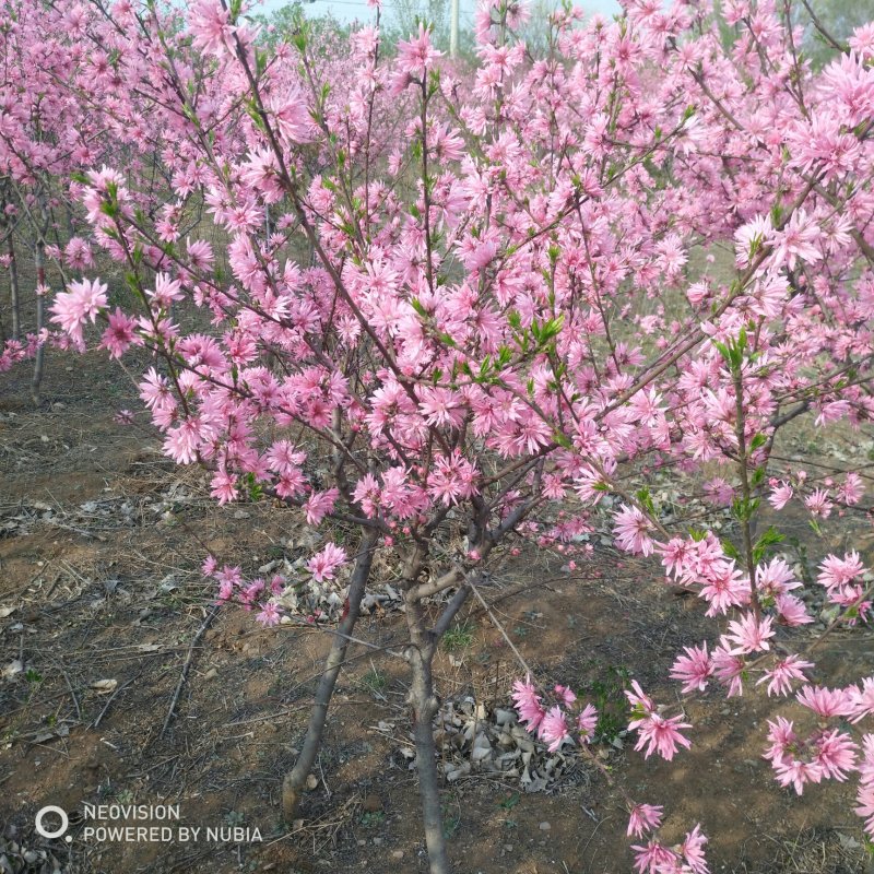 绿化苗木菊花碧桃树苗龙柱碧桃观赏桃种植基地