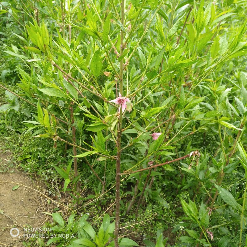 绿化苗木菊花碧桃树苗龙柱碧桃观赏桃种植基地