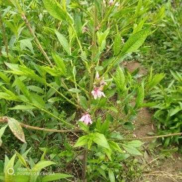 绿化苗木菊花碧桃树苗龙柱碧桃观赏桃种植基地