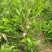 绿化苗木菊花碧桃树苗龙柱碧桃观赏桃种植基地
