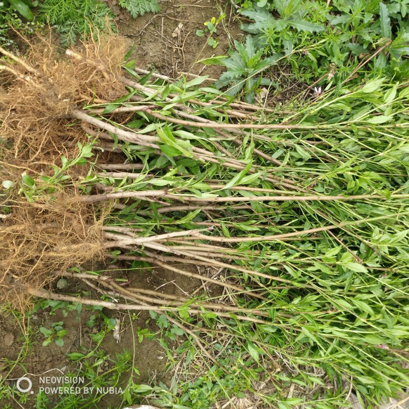 绿化苗木菊花碧桃树苗龙柱碧桃观赏桃种植基地
