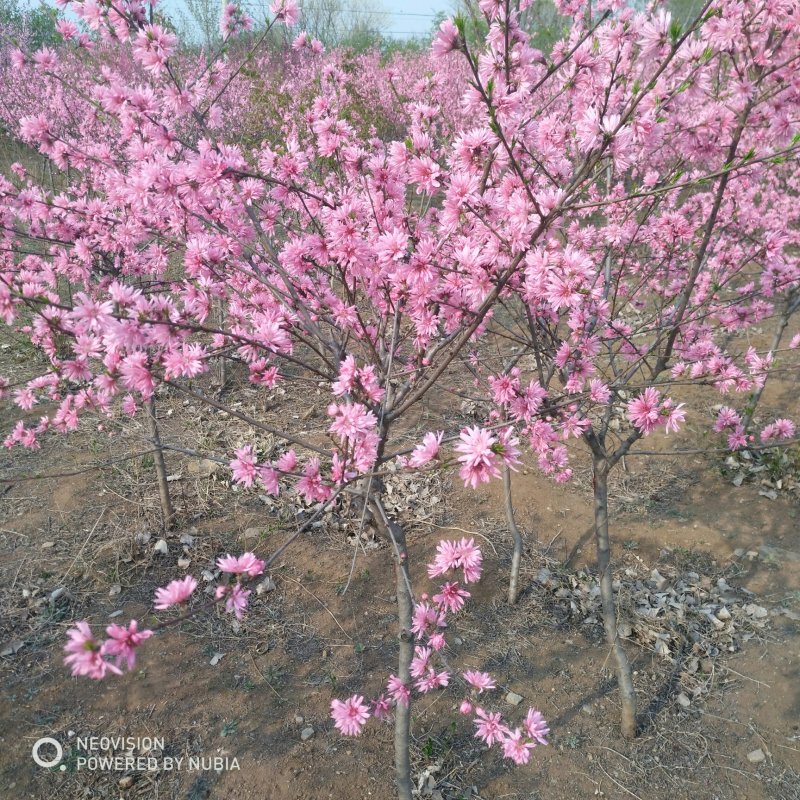绿化苗木菊花碧桃树苗龙柱碧桃观赏桃种植基地